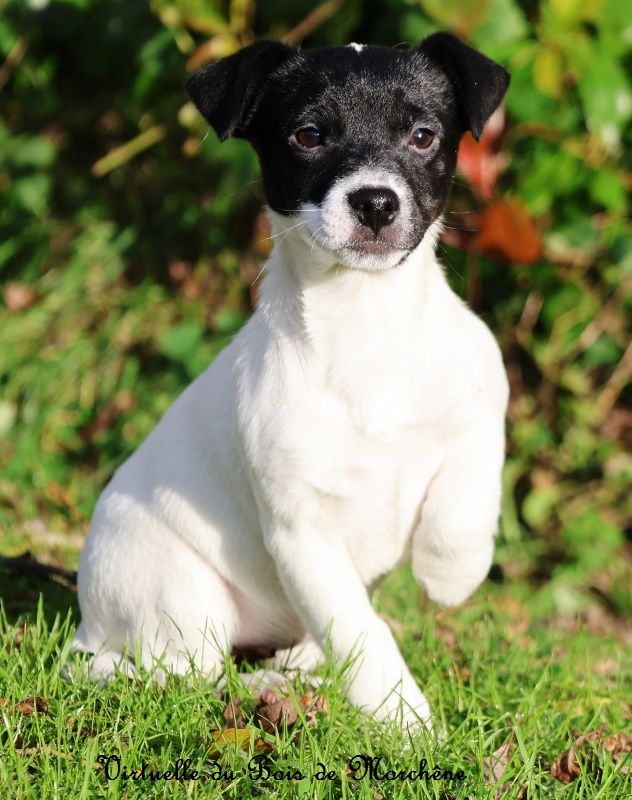 du bois de Morchène - Chiot disponible  - Jack Russell Terrier