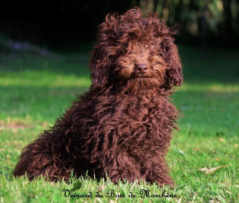 du bois de Morchène - Chiot disponible  - Caniche