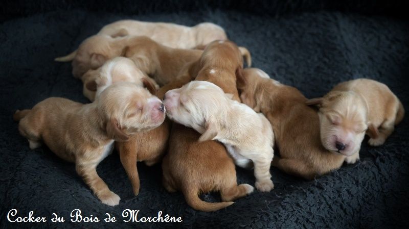 chiot Cocker Spaniel Anglais du bois de Morchène