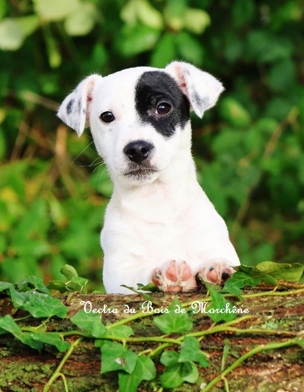 du bois de Morchène - Chiot disponible  - Jack Russell Terrier