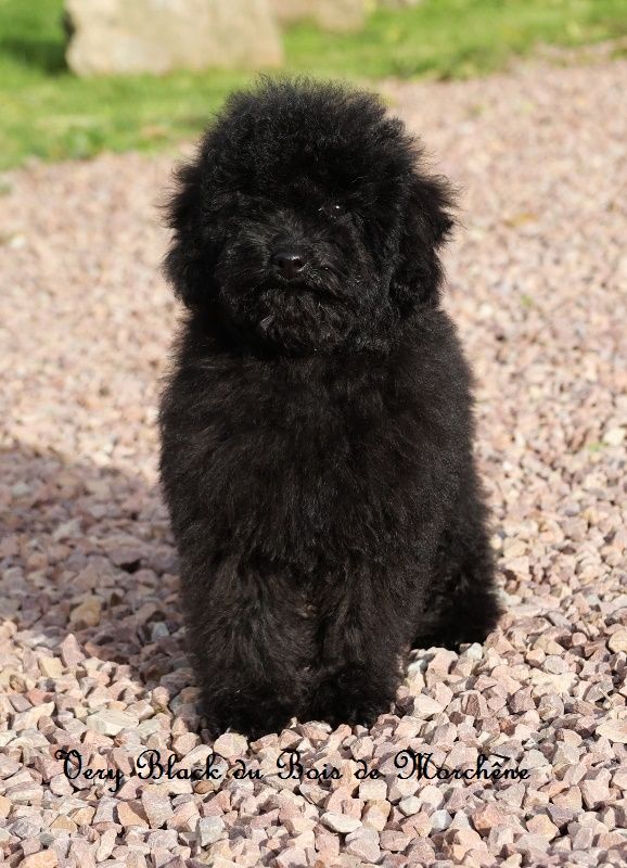 du bois de Morchène - Chiot disponible  - Caniche