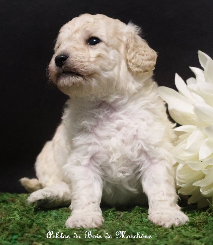 du bois de Morchène - Chiot disponible  - Caniche