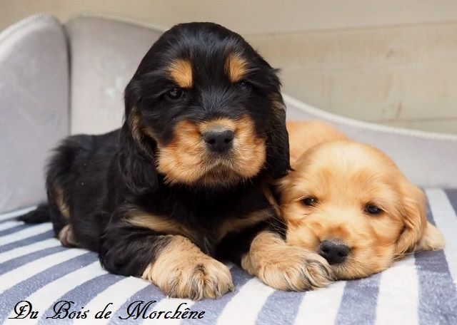 chiot Cocker Spaniel Anglais du bois de Morchène