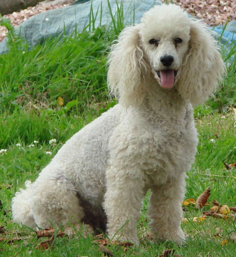 Urka du bois de Morchène