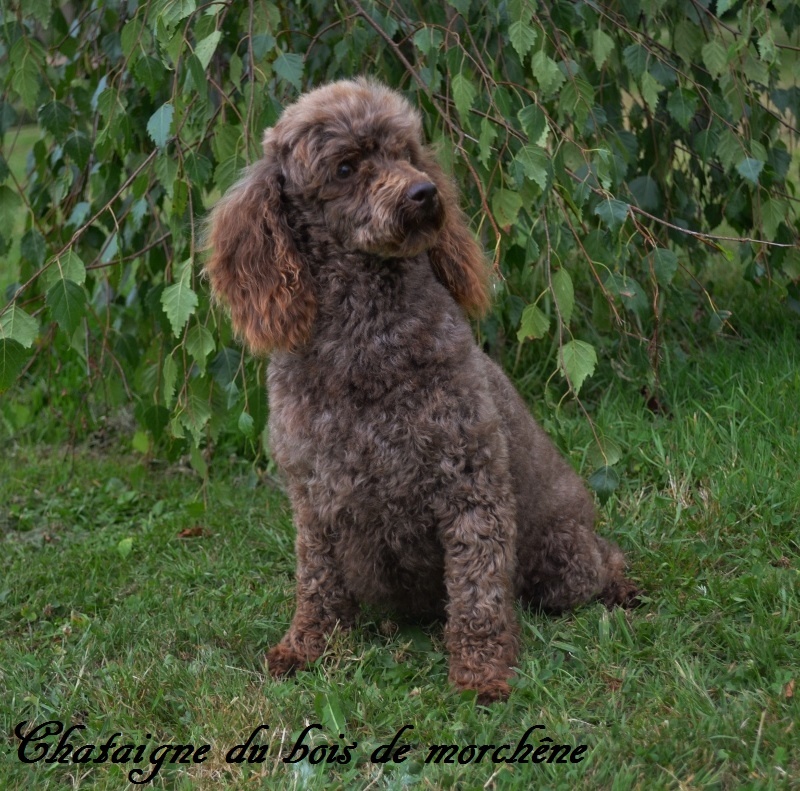 Chataigne du bois de Morchène