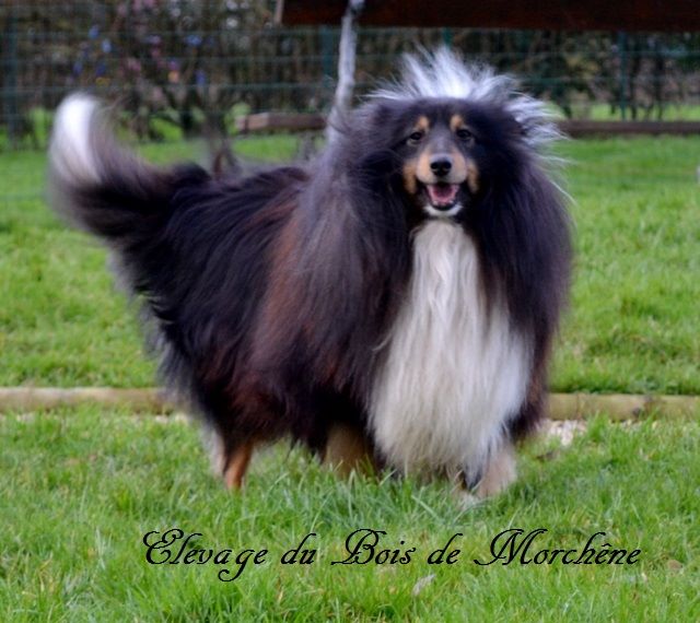 Cherockees (Sans Affixe)