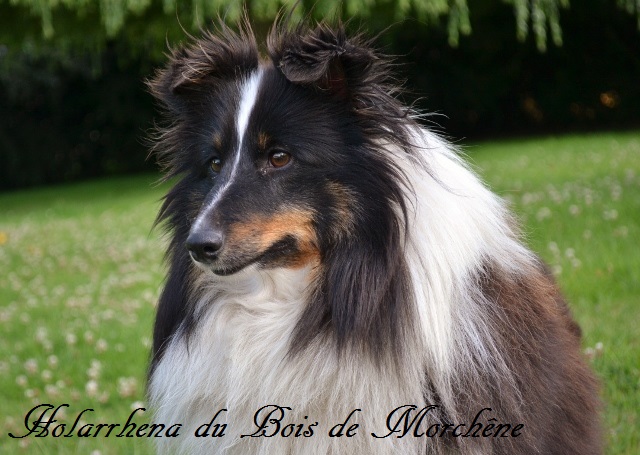 Holarrhena du bois de Morchène