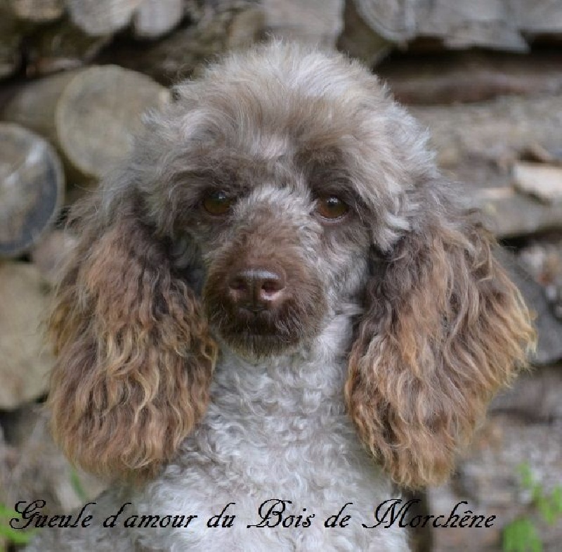 Gueule d'amour du bois de Morchène