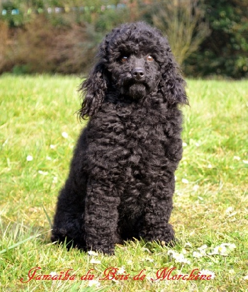 Jamaika du bois de Morchène