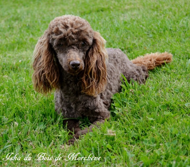 Iska du bois de Morchène