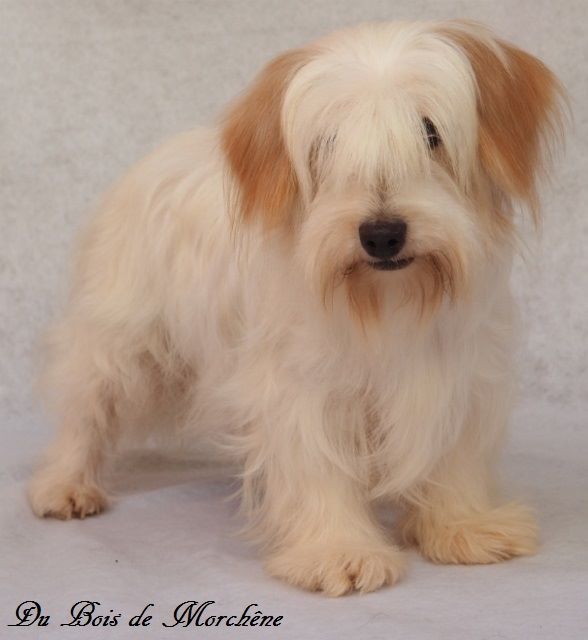 Gwenaelle Du petit dan