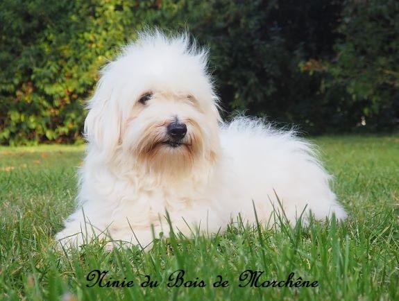 Ninie du bois de Morchène