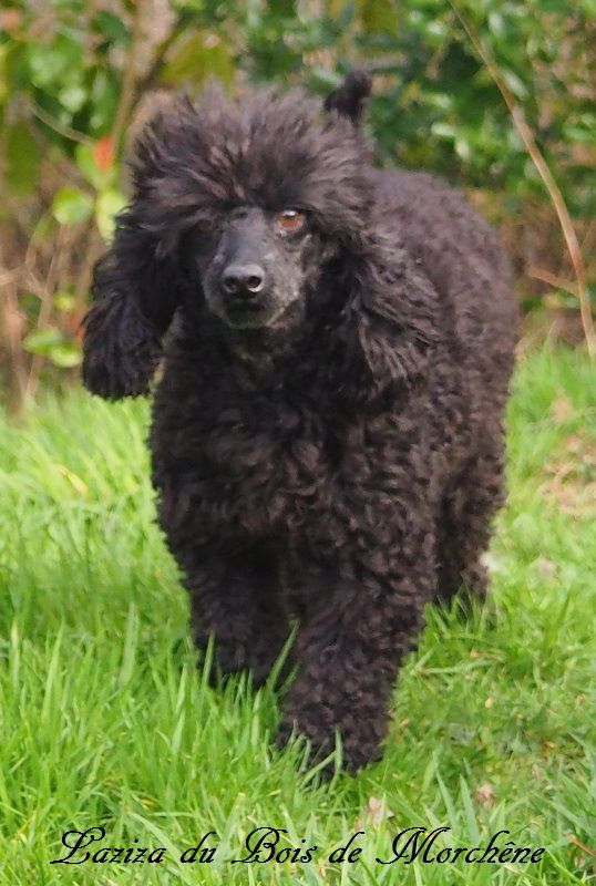 Laziza du bois de Morchène