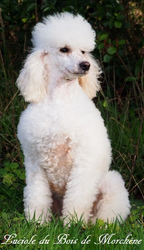 Luciole du bois de Morchène
