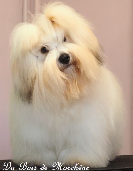 Opiom Of Sunshine's Kingdom