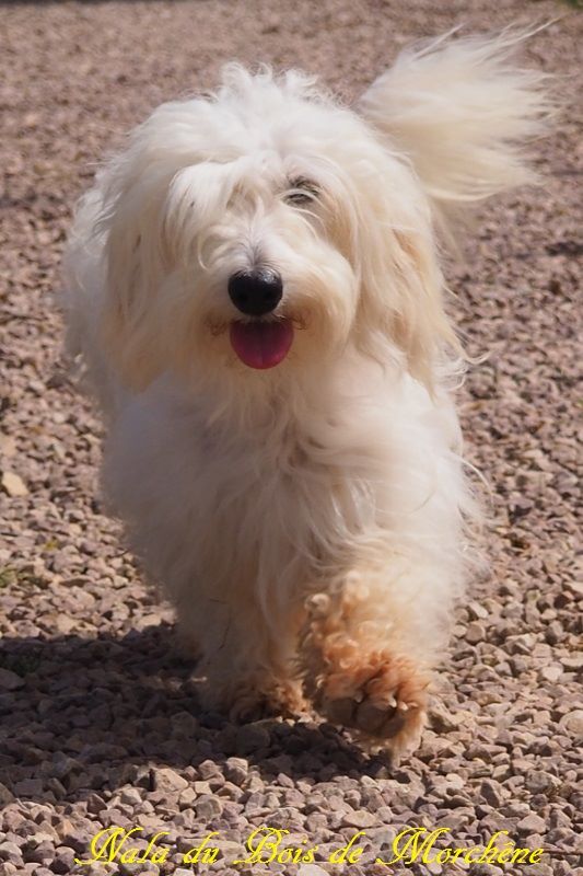 Nala du bois de Morchène