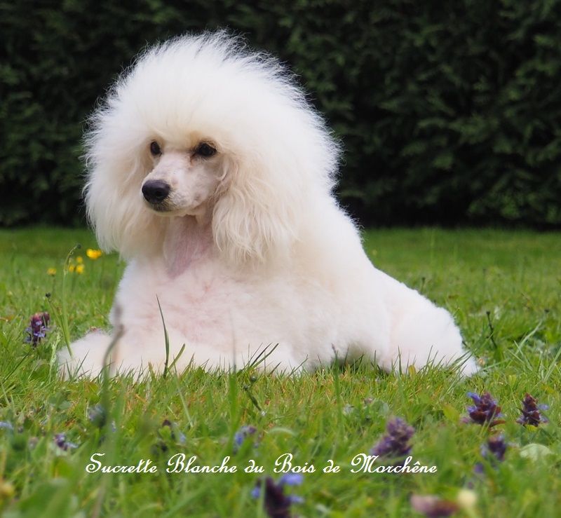 Sucrette blanche du bois de Morchène