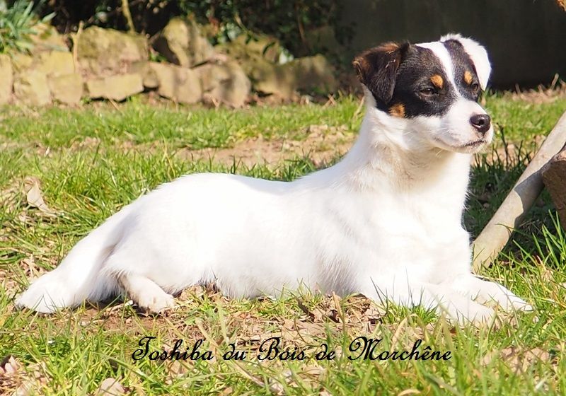 Toshiba du bois de Morchène