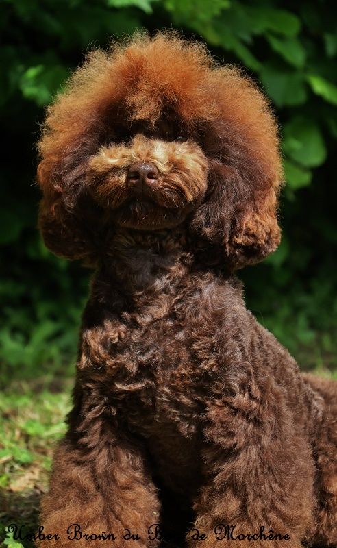 Umber brown du bois de Morchène
