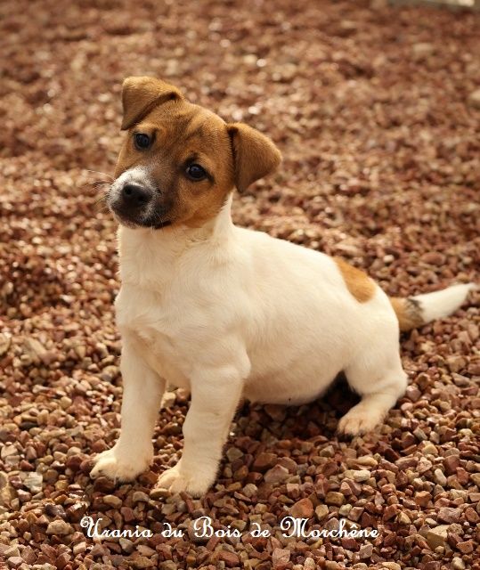 Urania du bois de Morchène