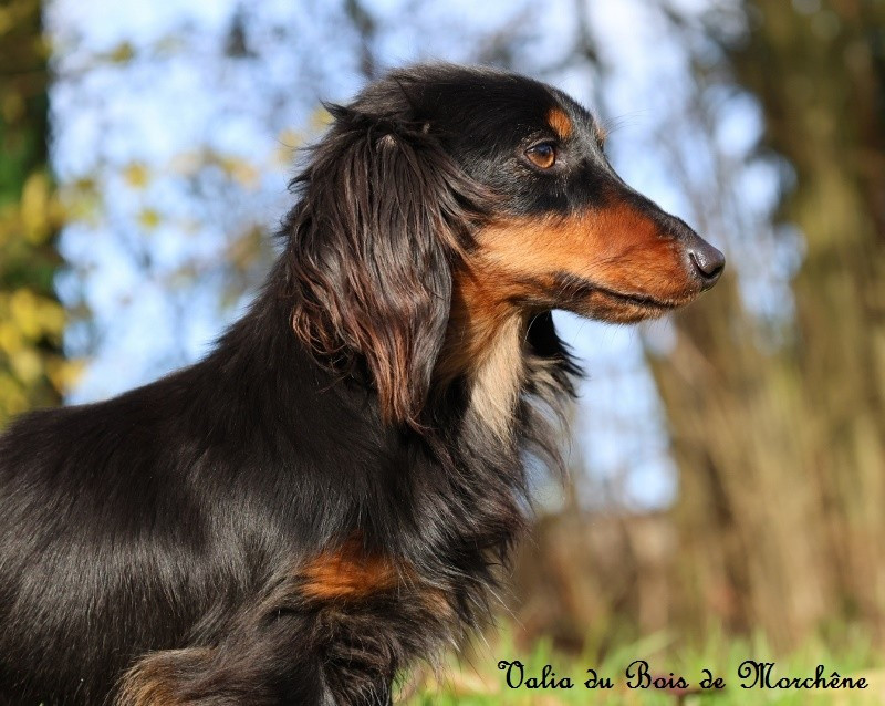 Valia Du Bois De Morchène