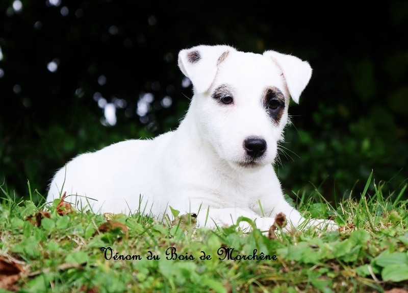 Venom du bois de Morchène