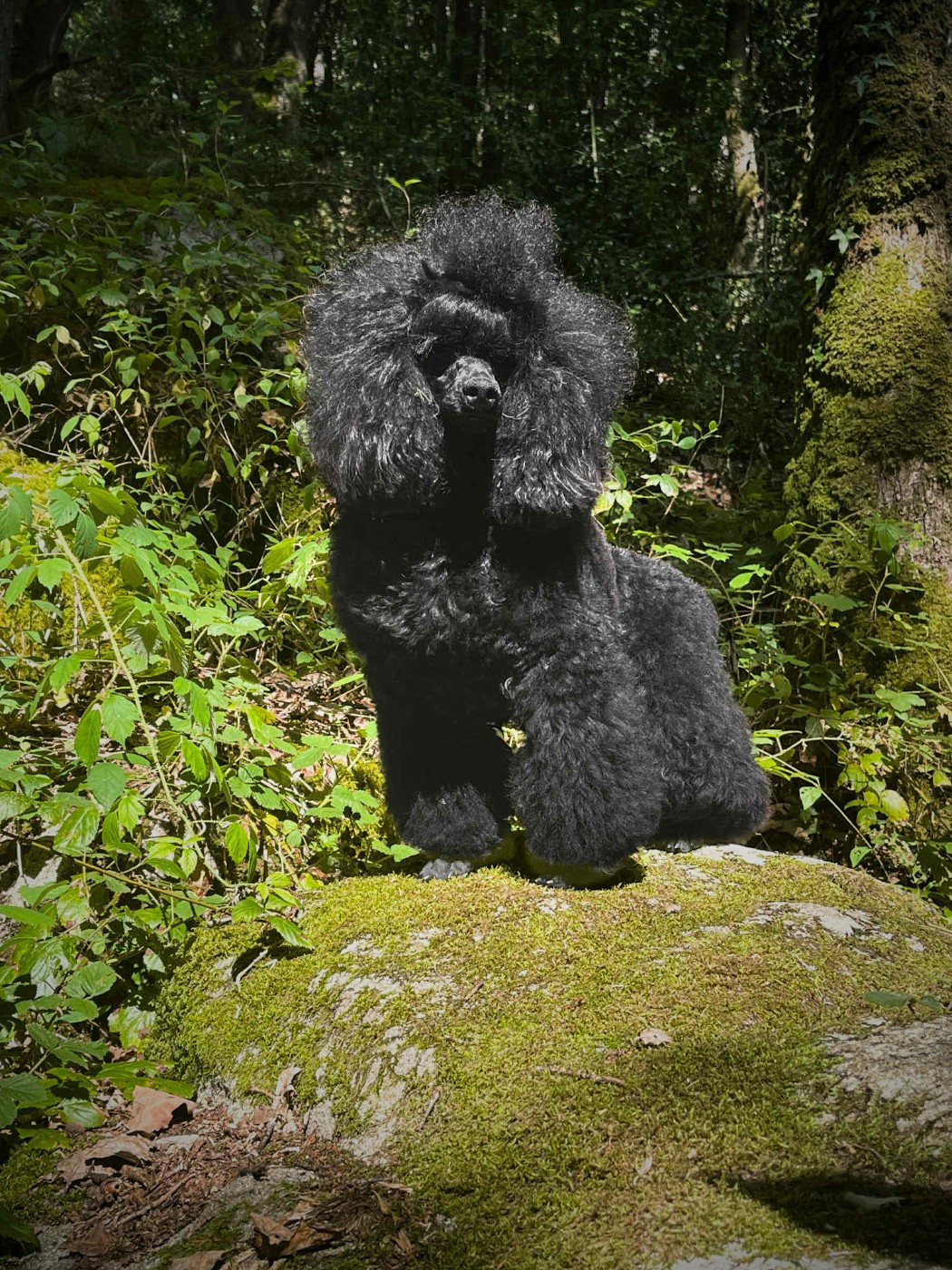 Vinyl black Du Bois De Morchène