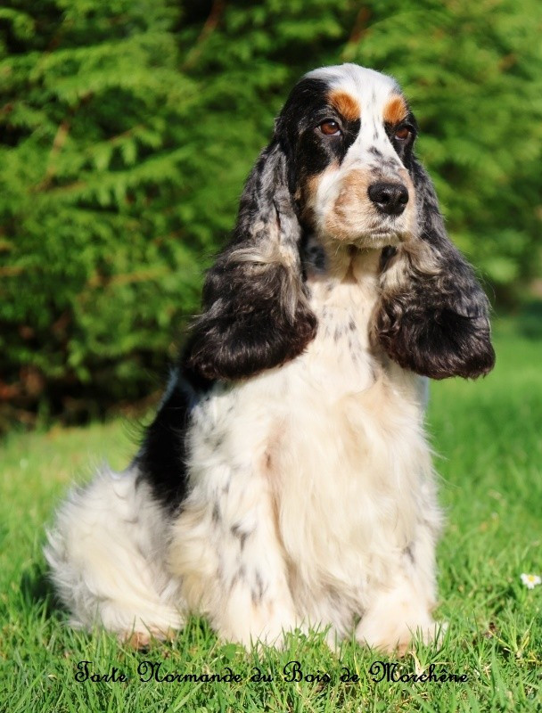 Tarte Normande Du Bois De Morchène