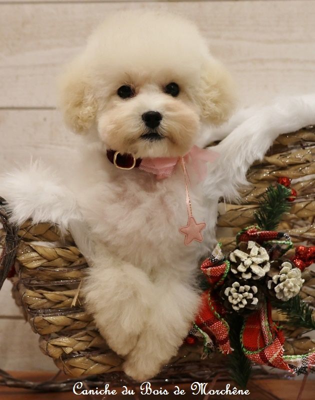 Petite Femelle disponible