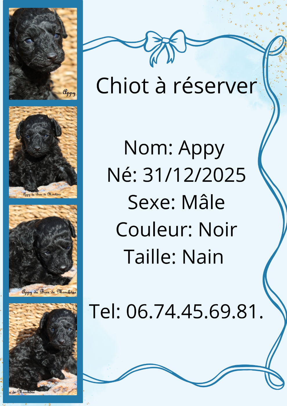 Chiot mâle à réserver