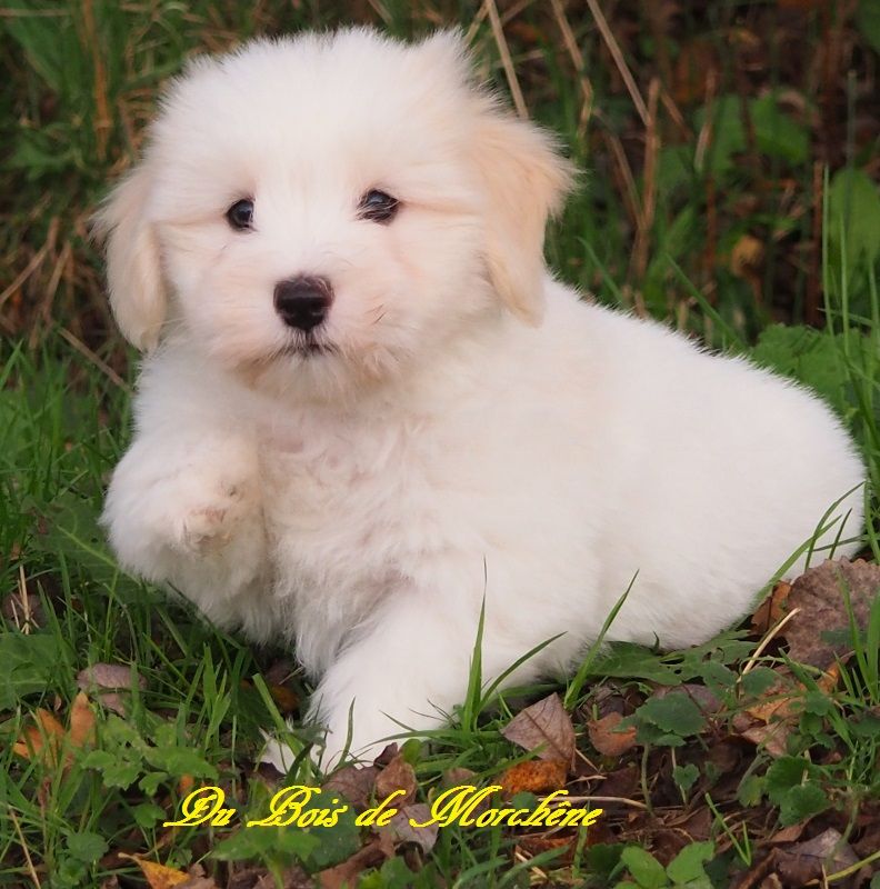 Informations des naissances et chiots