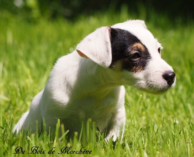 du bois de Morchène - Informations chiots 