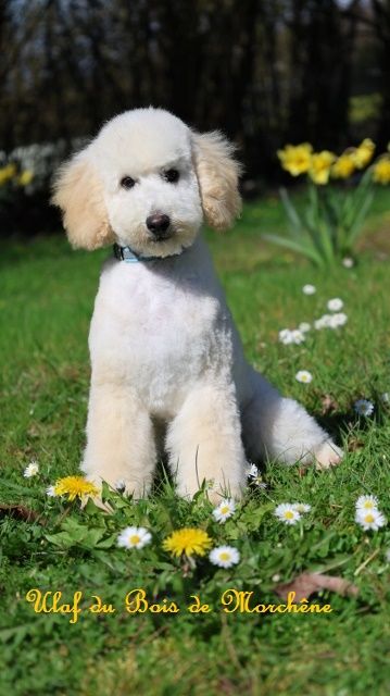 Chiot mâle Caniche Blanc