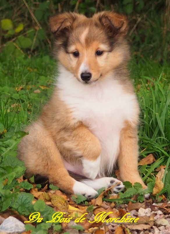 du bois de Morchène - Informations des naissances et chiots