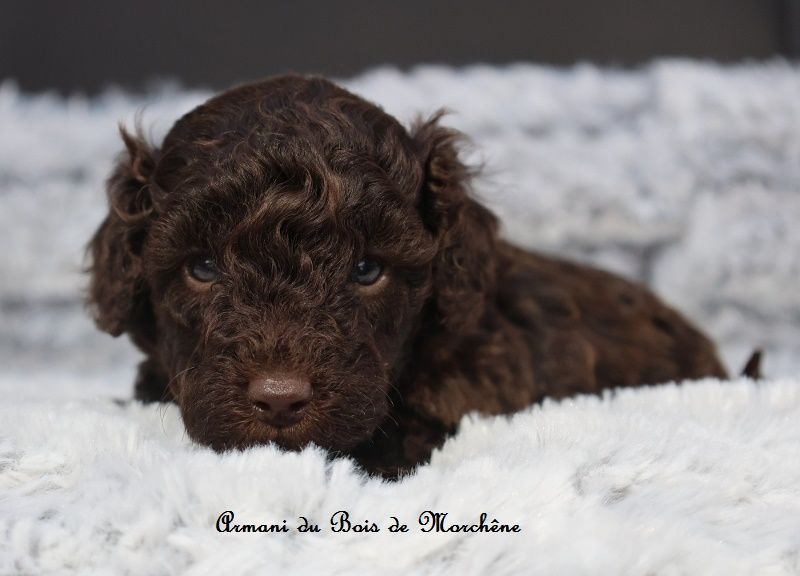 du bois de Morchène - Chiots disponibles - Caniche