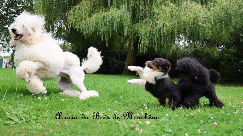 du bois de Morchène - Shetland Sheepdog - Portée née le 12/04/2025