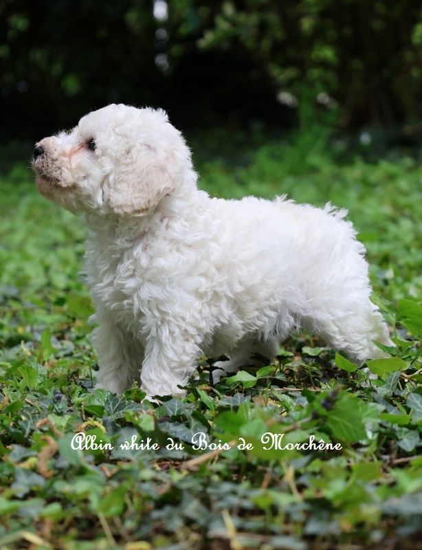 du bois de Morchène - Chiots disponibles - Caniche
