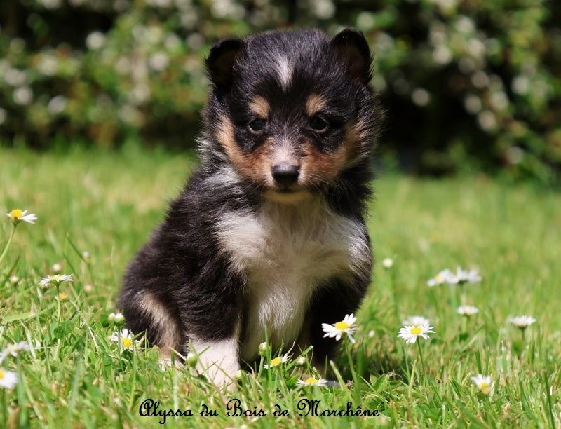 du bois de Morchène - Chiots disponibles - Shetland Sheepdog