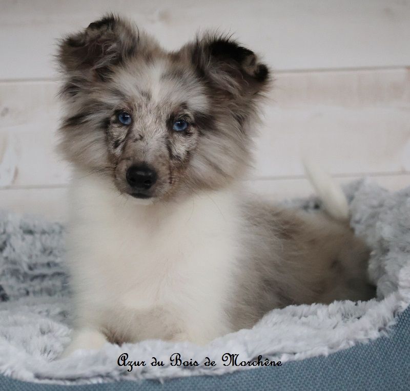 du bois de Morchène - Chiots disponibles - Shetland Sheepdog