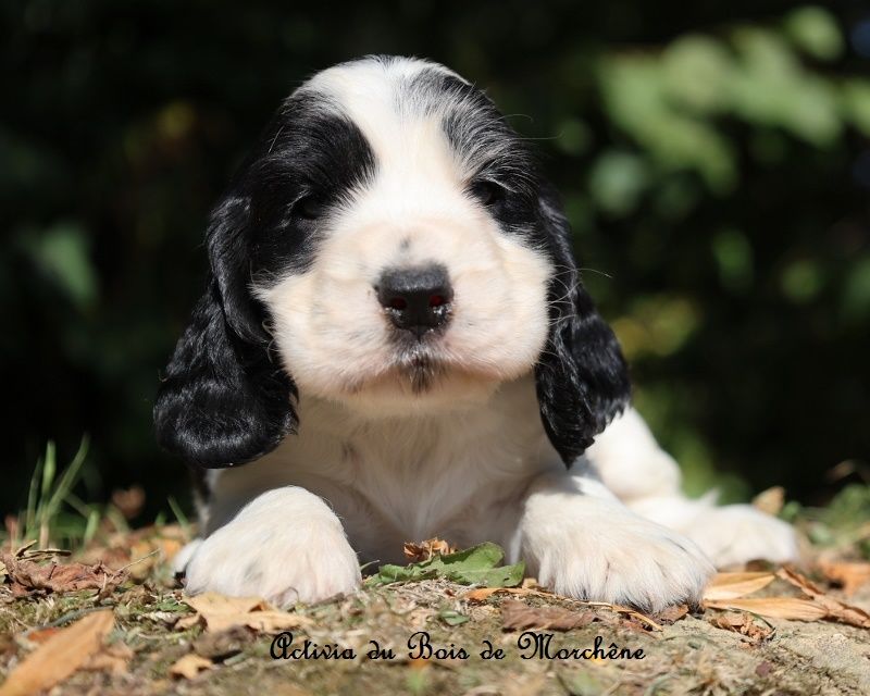 du bois de Morchène - Chiots disponibles - Cocker Spaniel Anglais