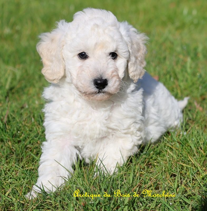 du bois de Morchène - Chiots disponibles - Caniche