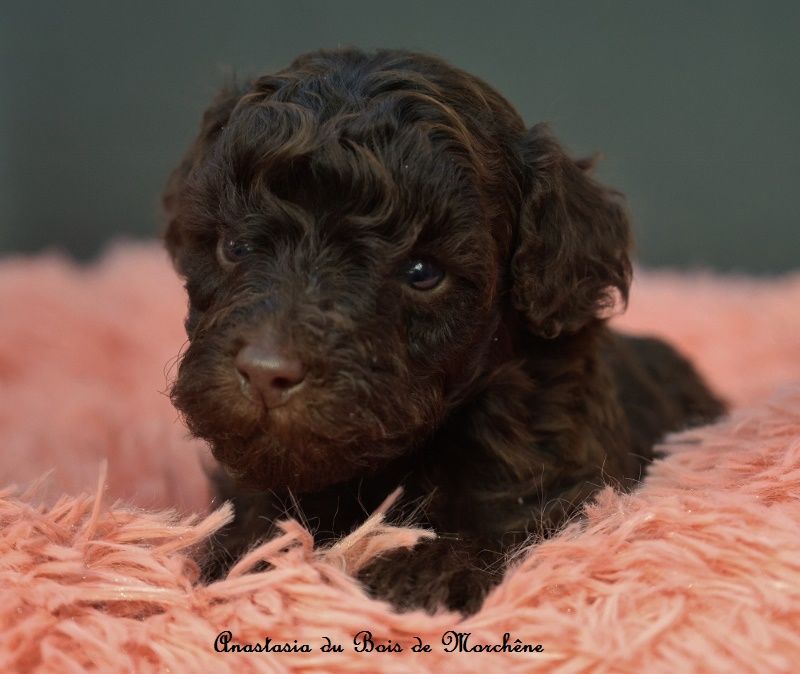 du bois de Morchène - Chiots disponibles - Caniche