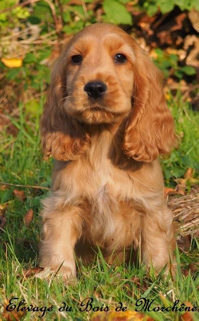 Chiot Cocker Spaniel Anglais du bois de Morchène