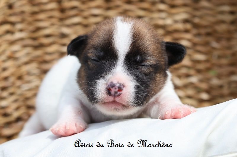 du bois de Morchène - Chiots disponibles - Jack Russell Terrier