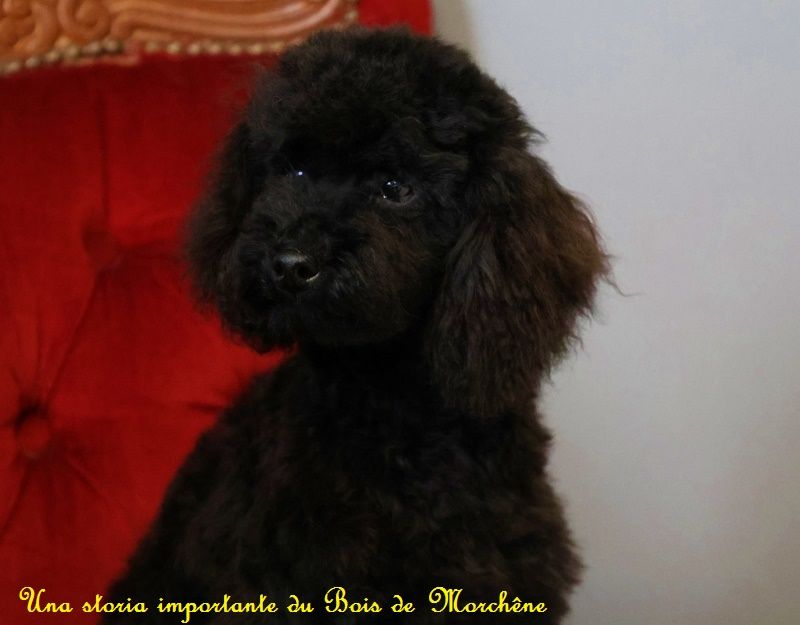 Chiot Caniche du bois de Morchène