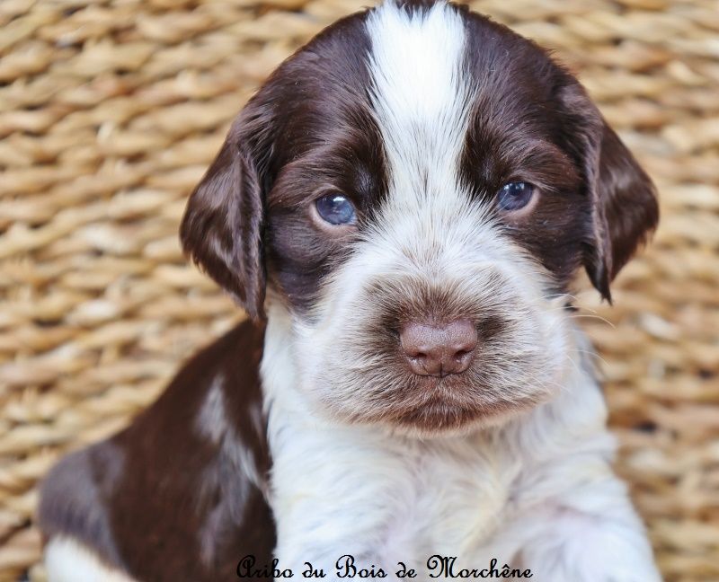 du bois de Morchène - Chiots disponibles - Cocker Spaniel Anglais
