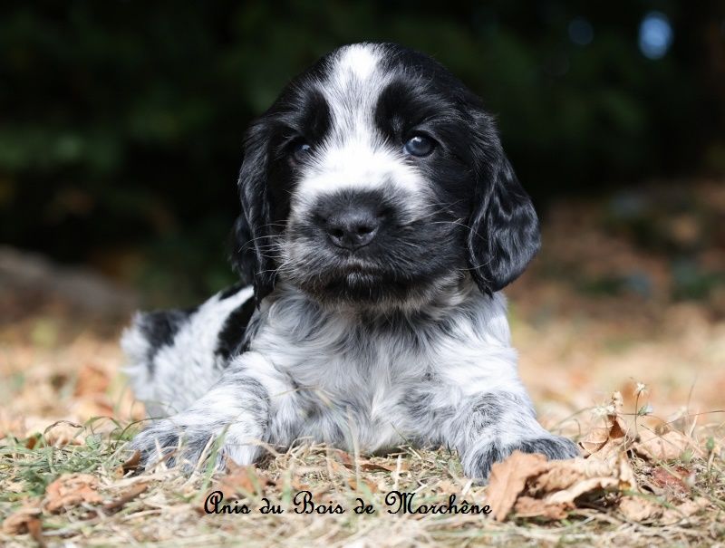 du bois de Morchène - Chiots disponibles - Cocker Spaniel Anglais
