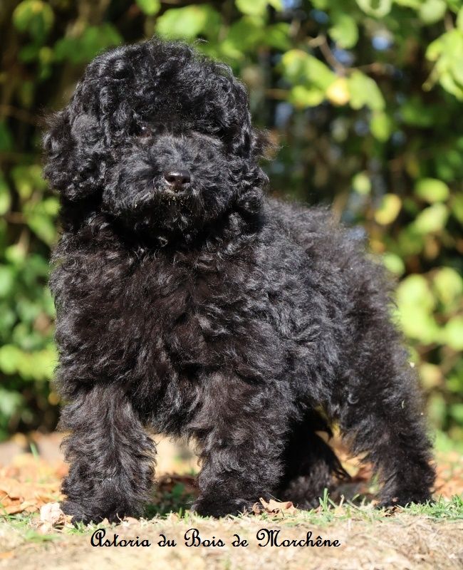 du bois de Morchène - Chiots disponibles - Caniche