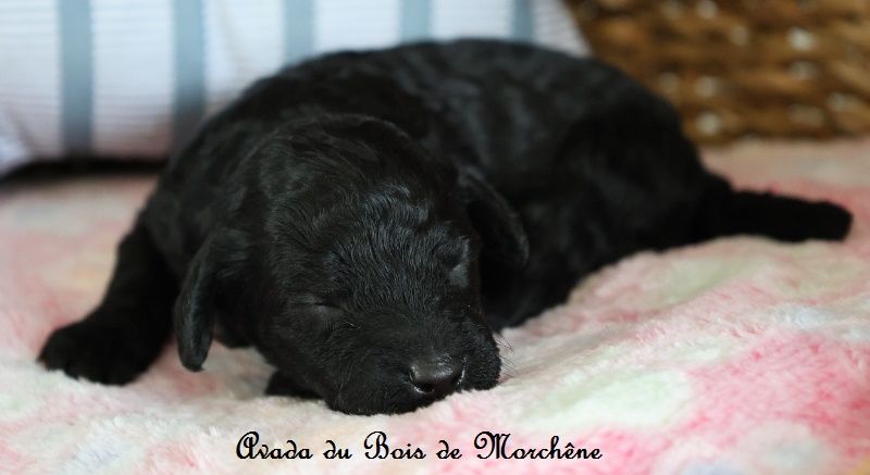 du bois de Morchène - Chiots disponibles - Caniche