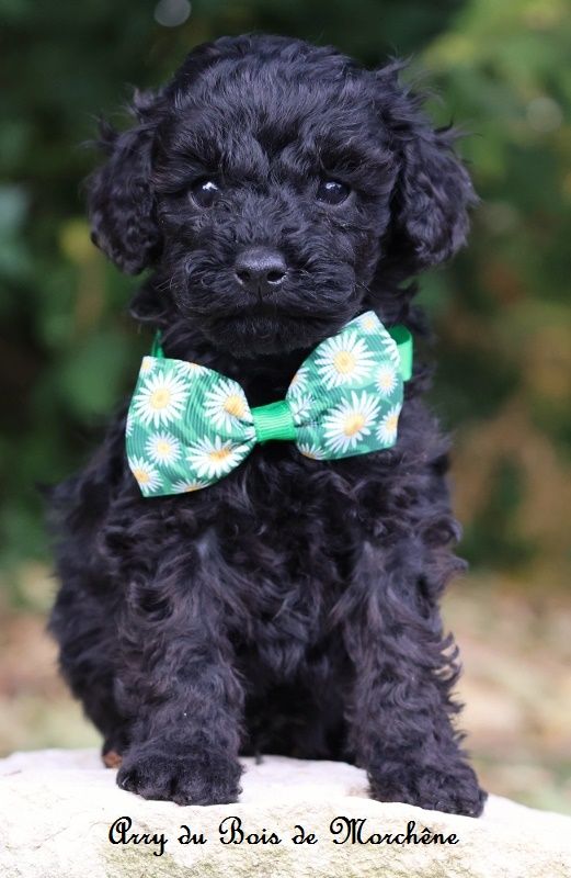 du bois de Morchène - Chiots disponibles - Caniche